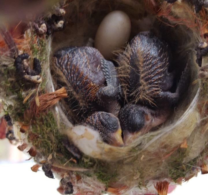 PEQUEÑO EQUILIBRIO EN LA NATURALEZA